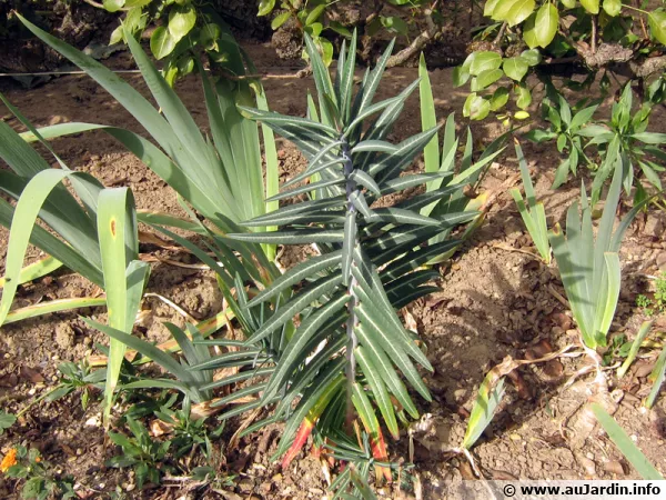 Euphorbe  taupes, Euphorbe des jardins, Euphorbe purge, Euphorbia lathyris