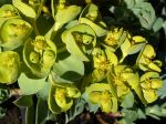Euphorbe de Corse, Euphorbia myrsinites Euphorbe de Corse, Euphorbia myrsinites