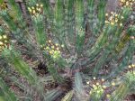 Euphorbe, Euphorbia pentagona Euphorbe, Euphorbia pentagona