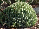 Euphorbe � r�sine, Euphorbe resinif�re, Euphorbia resinifera