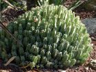 Euphorbe à résine, Euphorbe resinifère, Euphorbia resinifera