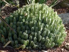 Euphorbe  rsine, Euphorbe resinifre, Euphorbia resinifera