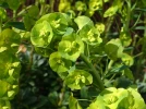 Euphorbe des bois, Euphorbe de Robb, Euphorbia amygdalo�des subsp robbiae