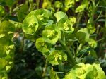 Inflorescence de l'euphorbe des bois de Robb, Euphorbia amygdaloïdes subsp robbiae
