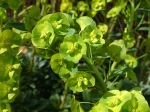 Inflorescence de l'euphorbe des bois de Robb, Euphorbia amygdalo�des subsp robbiae