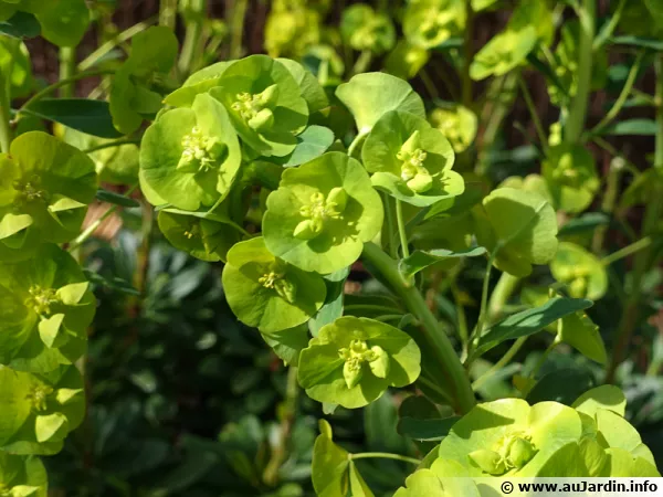 Inflorescence de l'euphorbe des bois de Robb, Euphorbia amygdaloïdes subsp robbiae