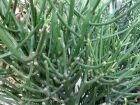 Plante crayon, Euphorbia tirucalli