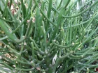 Plante crayon, Euphorbia tirucalli