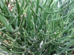 Plante crayon, Euphorbia tirucalli