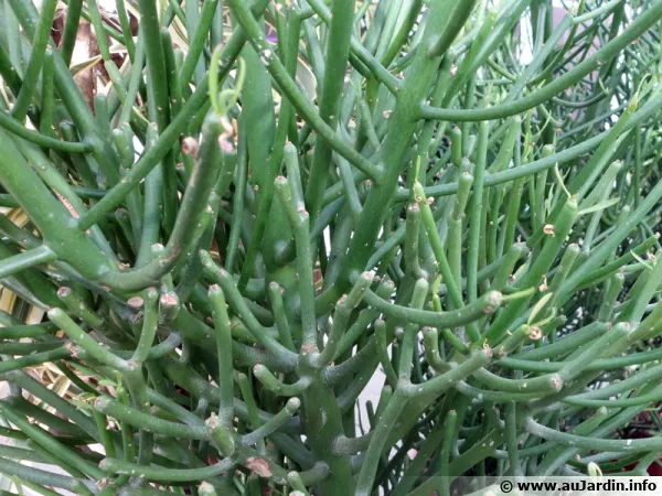 Plante crayon, Euphorbia tirucalli
