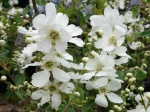 Exochorde de Wilson, Arbre aux perles, Exochorda giraldii var. wilsonii