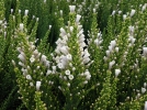 Fabiane imbrique, Pichi, Fabiana imbricata