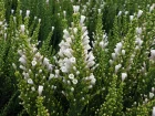 Fabiane imbrique, Pichi, Fabiana imbricata