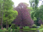Htre commun, Fayard, Fagus sylvatica