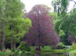 Hêtre commun, Fayard, Fagus sylvatica Hêtre commun, Fayard, Fagus sylvatica