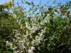 Renoue grimpante, Renoue d'Aubert, Renoue de Chine, Fallopia aubertii