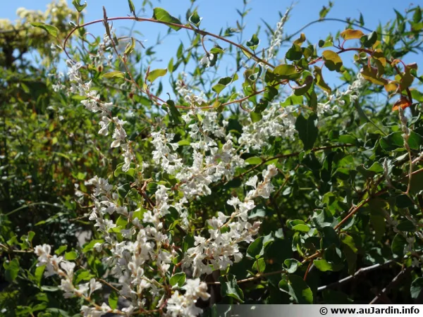 Renouée grimpante, Renouée d'Aubert, Renouée de Chine, Fallopia aubertii