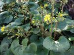 Plante panthère, Farfugium japonicum, Ligularia tussilaginea Plante panthère, Farfugium japonicum, Ligularia tussilaginea