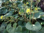 Plante panth�re, Farfugium japonicum, Ligularia tussilaginea