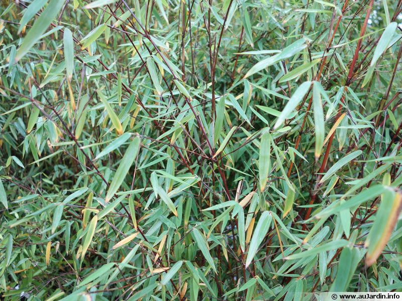  Bambou  Fargesia nitida planter cultiver multiplier