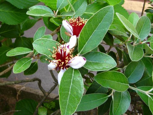 arbre feijoa sellowiana