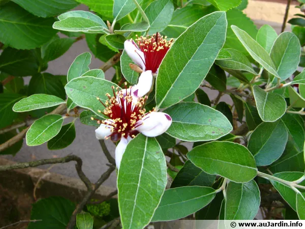 Fleurs du Feijoa sellowiana
