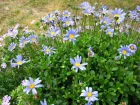 Pquerette bleue, Aster bleu du cap, Marguerite du cap, Felicia amelloides
