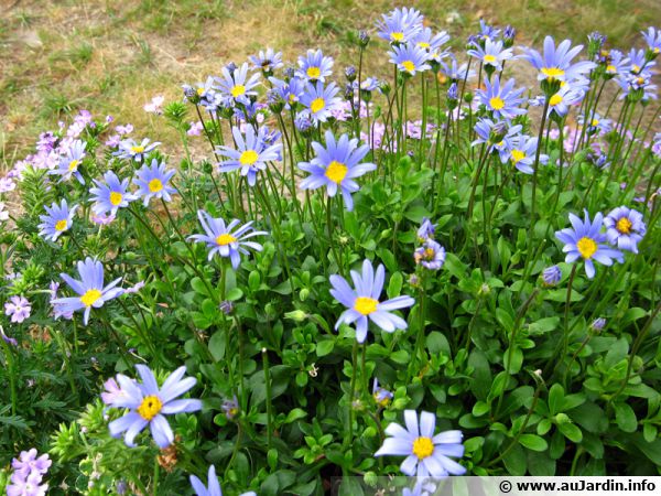 Pâquerette bleue, Aster bleu du cap, Marguerite du cap, Felicia amelloides  : planter, cultiver, multiplier