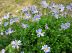 P�querette bleue, Aster bleu du cap, Marguerite du cap, Felicia amelloides