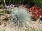 F�tuque bleue, F�tuque glauque, Festuca glauca
