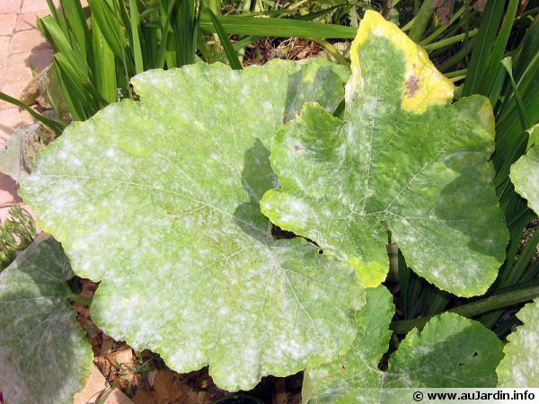 Peut-on composter ce feuillage malade ?