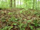 Questions frquentes sur les feuilles mortes