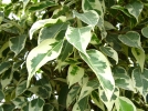 Maladies et parasites du ficus