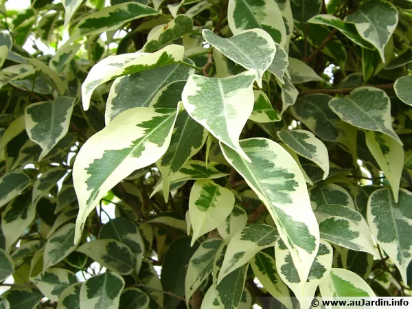 Avec un bon entretien, ce Ficus benjamina 'De Gantel' rsiste aux maladies et aux parasites 