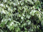 Ficus benjamina