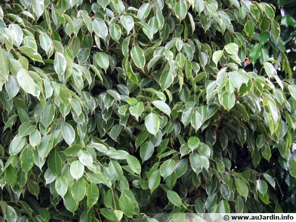 Ficus benjamina