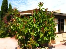 Caoutchouc, Ficus elastica