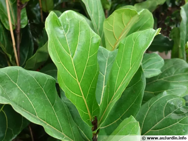 Ficus lyre, Figuier lyre, Ficus lyrata