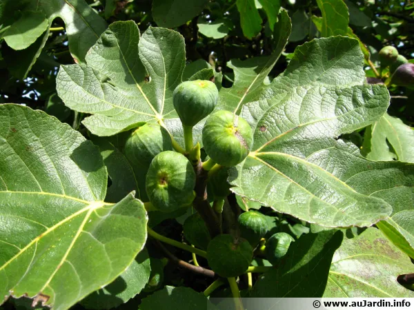 Des figues pour tous les goûts avec plus de 800 variétés de figuiers !