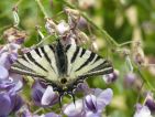 Flambé (Iphiclides podalirius)