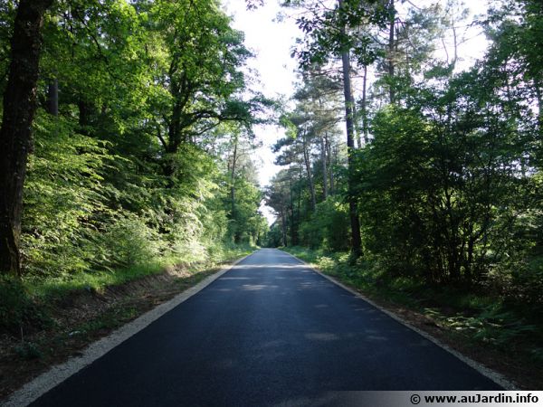 Forêt du centre de la France traversée par une route...