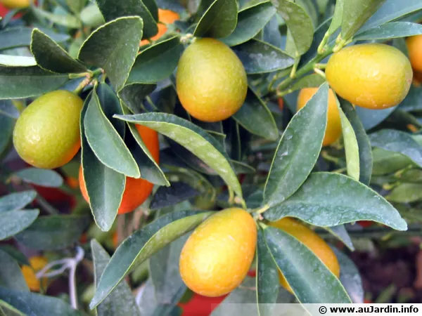 Kumquat 'Margarita' appelé aussi Kumquat de Nagami