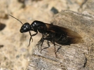 L'essaimage des fourmis