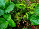Un jardin dense et couvert de plantes pour conomiser l'eau
