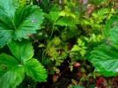 Un jardin dense et couvert de plantes pour �conomiser l'eau�