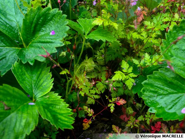 Des fraises sous le couvert d'un granium