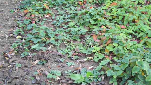 Les stolons se d�veloppent entre les rangs de fraisiers