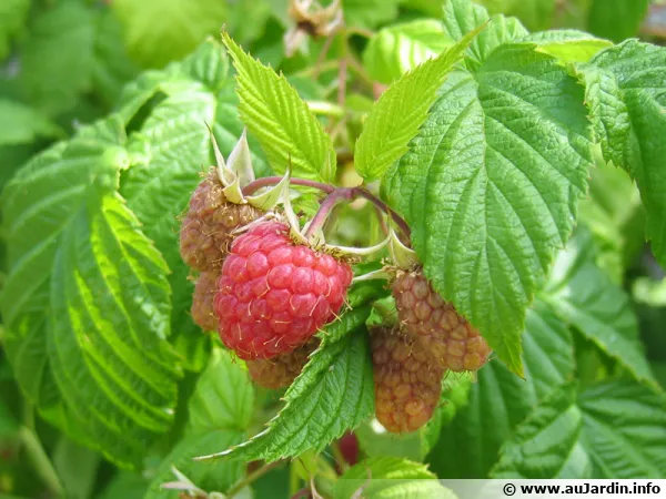 Framboises mûrissant au printemps...
