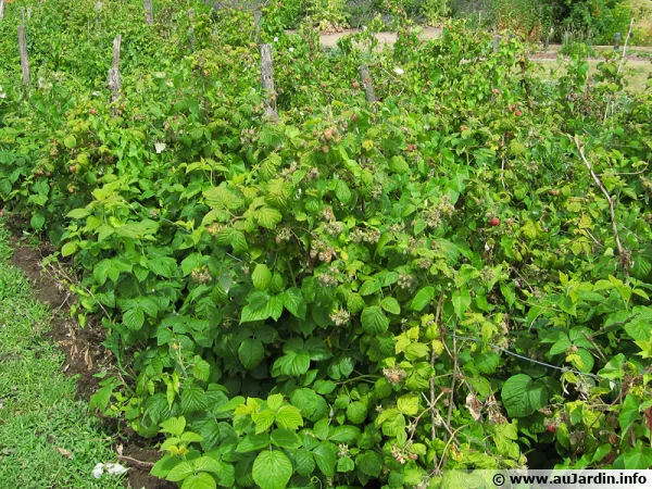 Surveillez et entretenez votre culture de framboisiers pour viter la propagation des maladies et des parasites