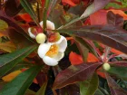 Arbre de Franklin, Franklinia alatamaha